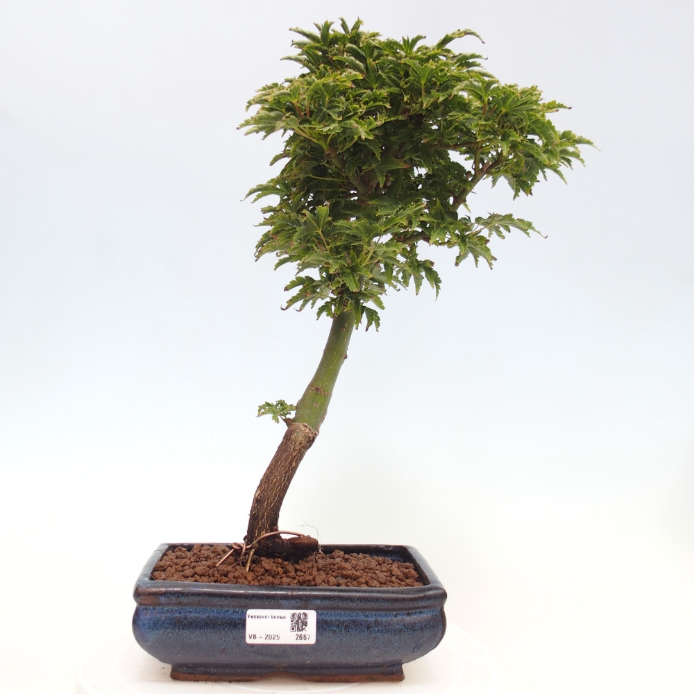 Vonkajší bonsai -Javor dlanitolistý Acer palmatum Shishigashira