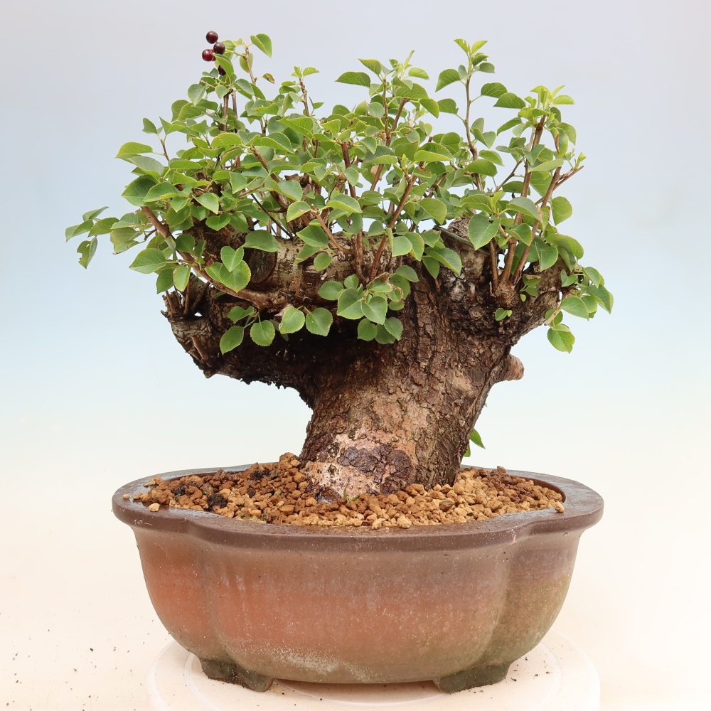 Vonkajší bonsai – Mahalebka – Prunus mahaleb