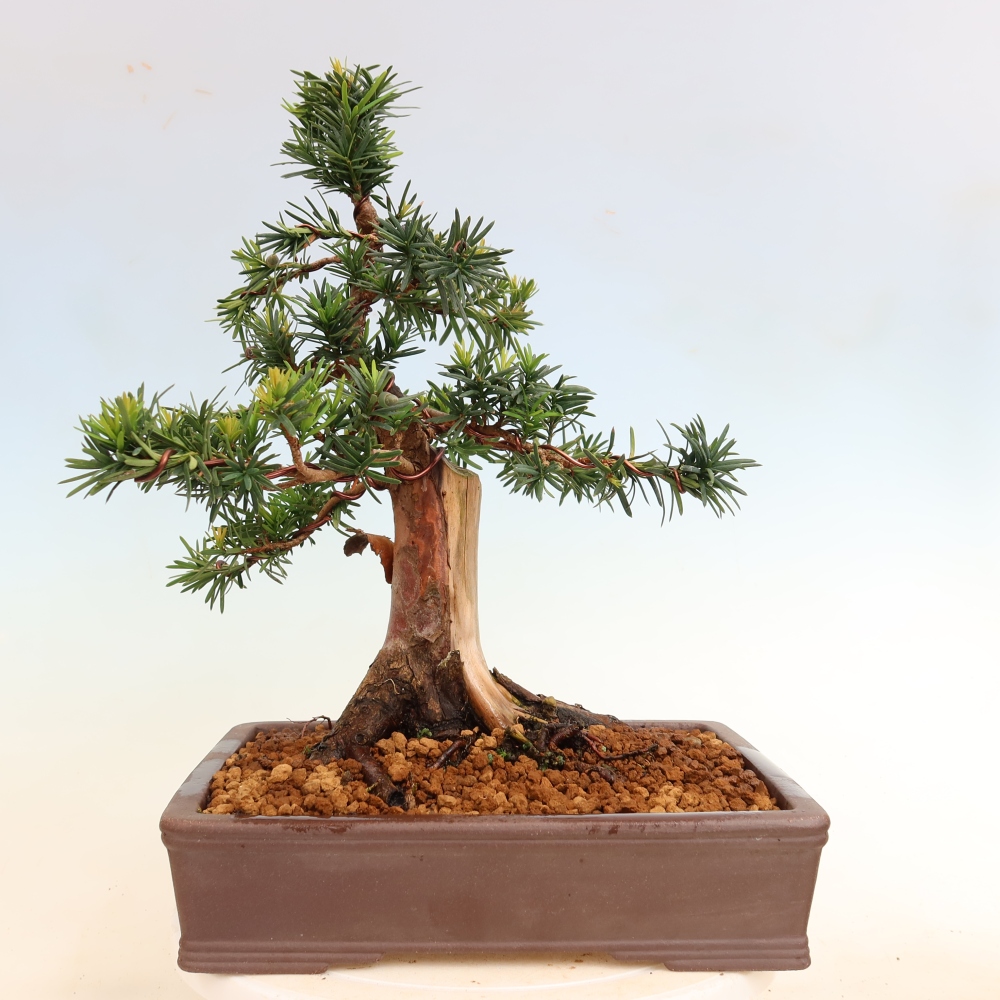 Vonkajší bonsai – Taxus cuspidata – japonský tis