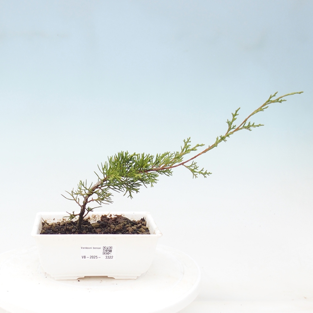 Vonkajší bonsai - Juniperus chinensis Itoigawa -Jalovec čínsky