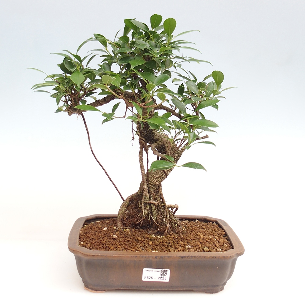Izbová bonsai - Ficus kimmen - malolistý fikus