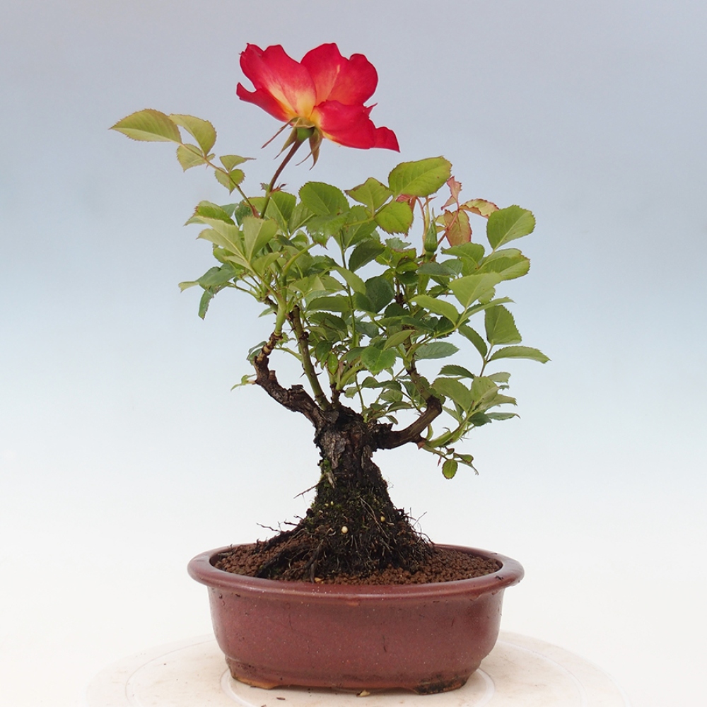 Vonkajší bonsai - Rosa Kordes - ruža