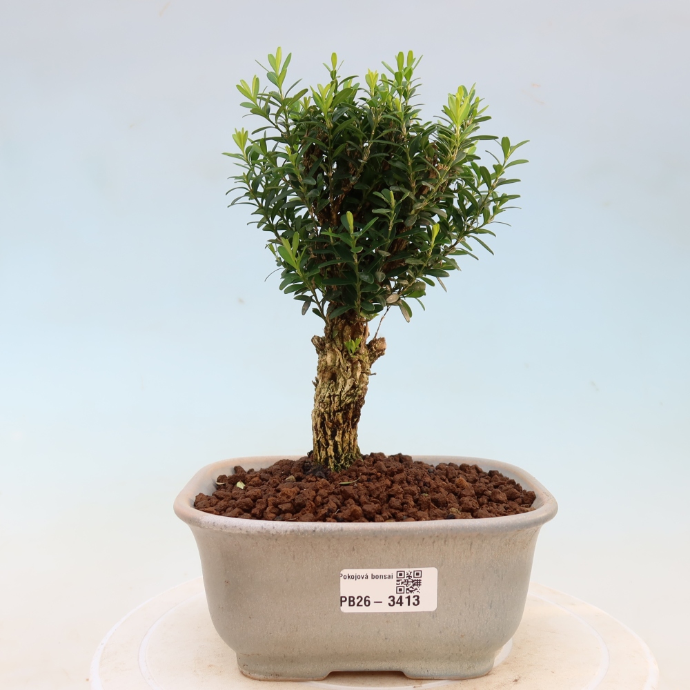 Izbové bonsaje - Buxus harlandii - korkový buxus