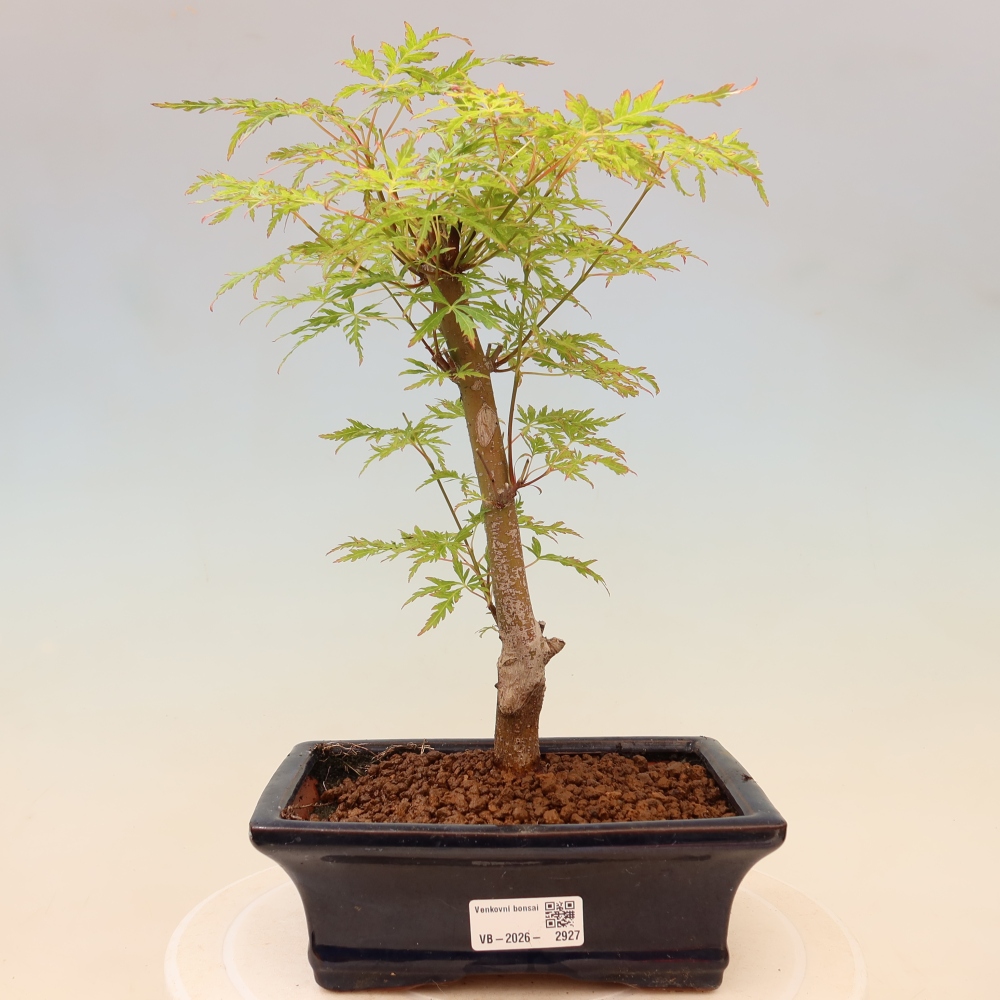 Vonkajší bonsai – Acer palmatum Dissectum – javor dlaňolistý 
