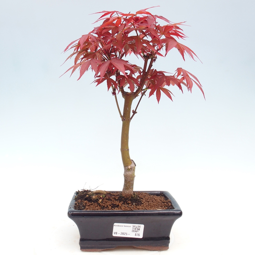 Vonkajší bonsai - Acer palm. Atropurpureum-Javor dlanitolistý