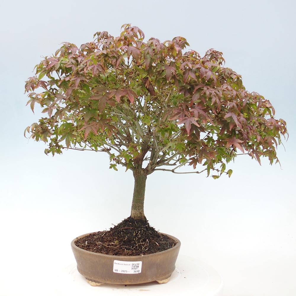 Acer palmatum KIOHIME - Javor palmetový