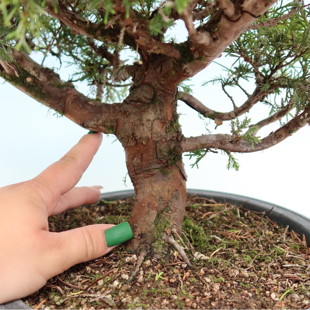 Vonkajší bonsai – Juniperus chinensis Itoigawa – čínsky jalovec