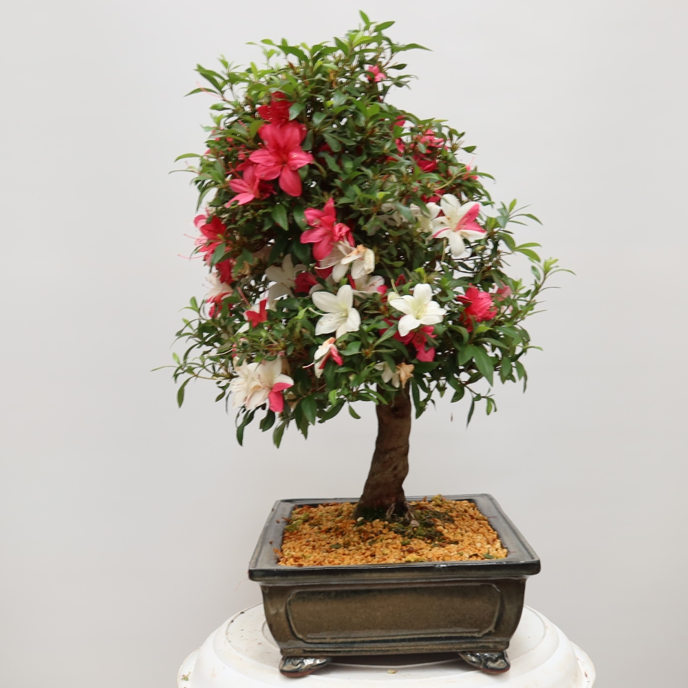 Vonkajšie bonsaje - Japonské azalky - Azalea satsuki