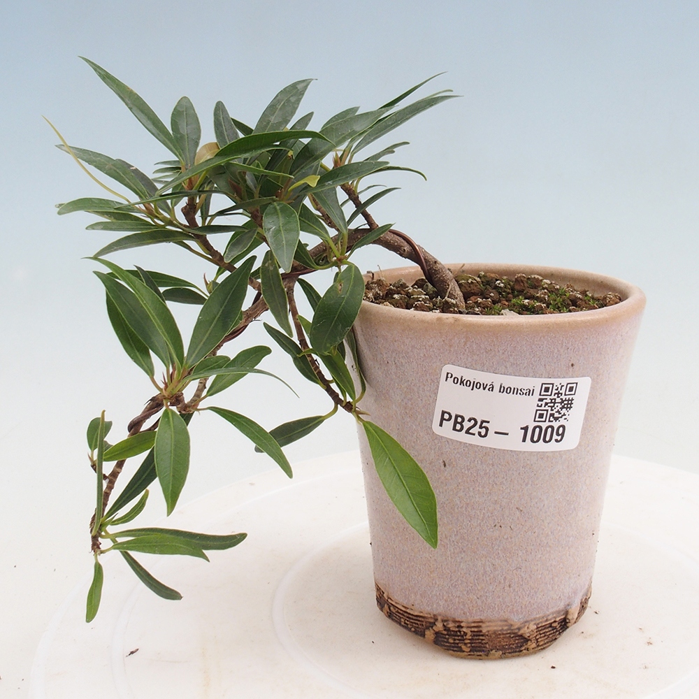 Izbová bonsai - Ficus nerifolia - malolistý fikus