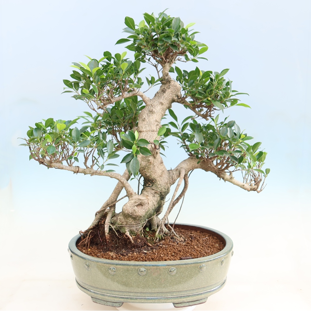 Izbové bonsaje - Ficus kimmen - drobnolistý fikus