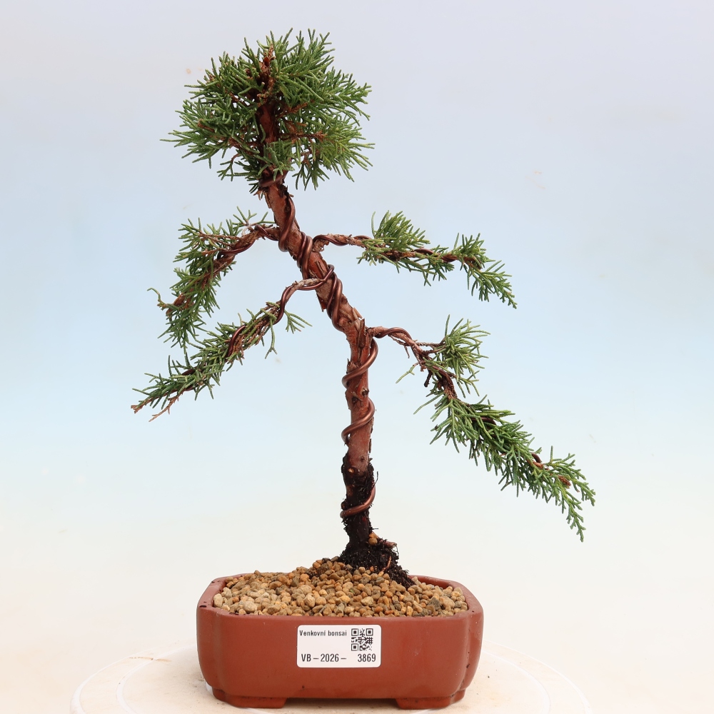 Vonkajší bonsaj - Juniperus chinensis Kishu