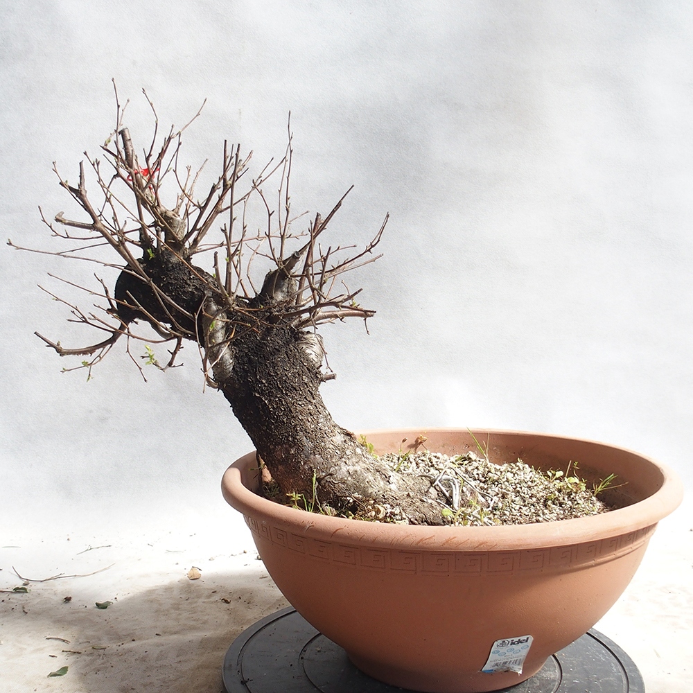 Vonkajšie bonsai -Mahalebka - Prunus mahaleb