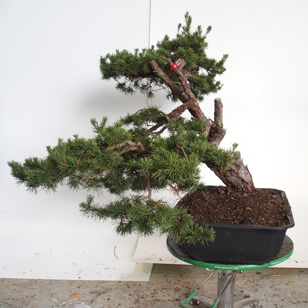 Yamadori - Pinus sylvestris Španielsko