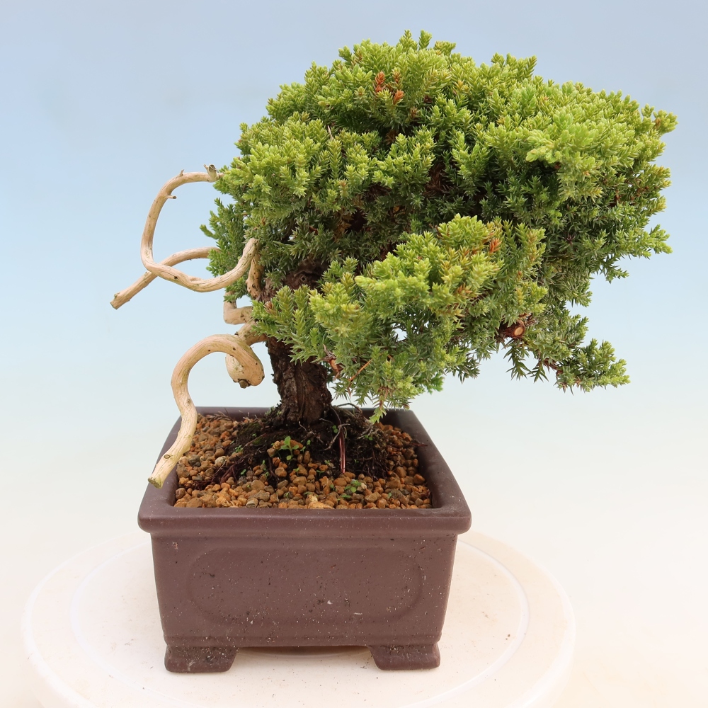 Vonkajší bonsai – Juniperus procumbens – jalovec ležiaci