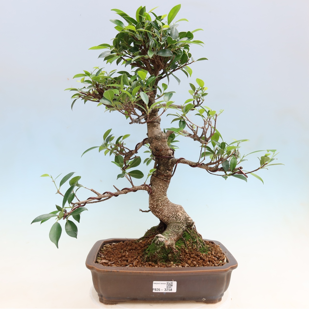 Izbové bonsaje - Ficus kimmen - drobnolistý fikus