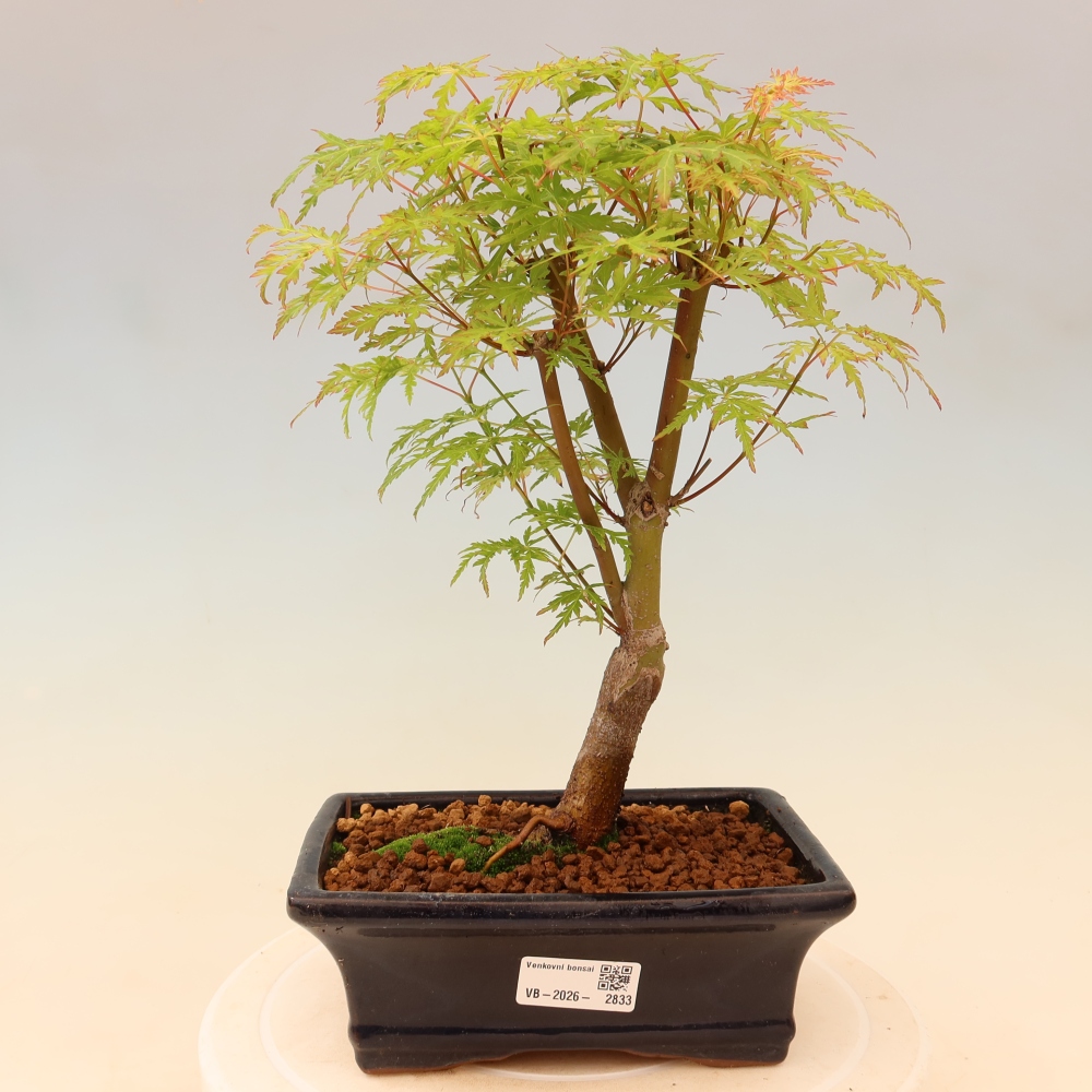 Vonkajší bonsai – Acer palmatum Dissectum – javor dlaňolistý 