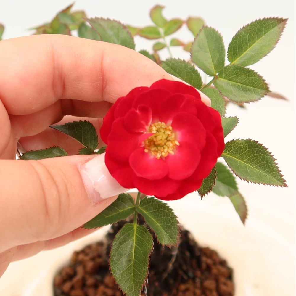 Vonkajšie bonsaje – Rosa Kordes – ruže