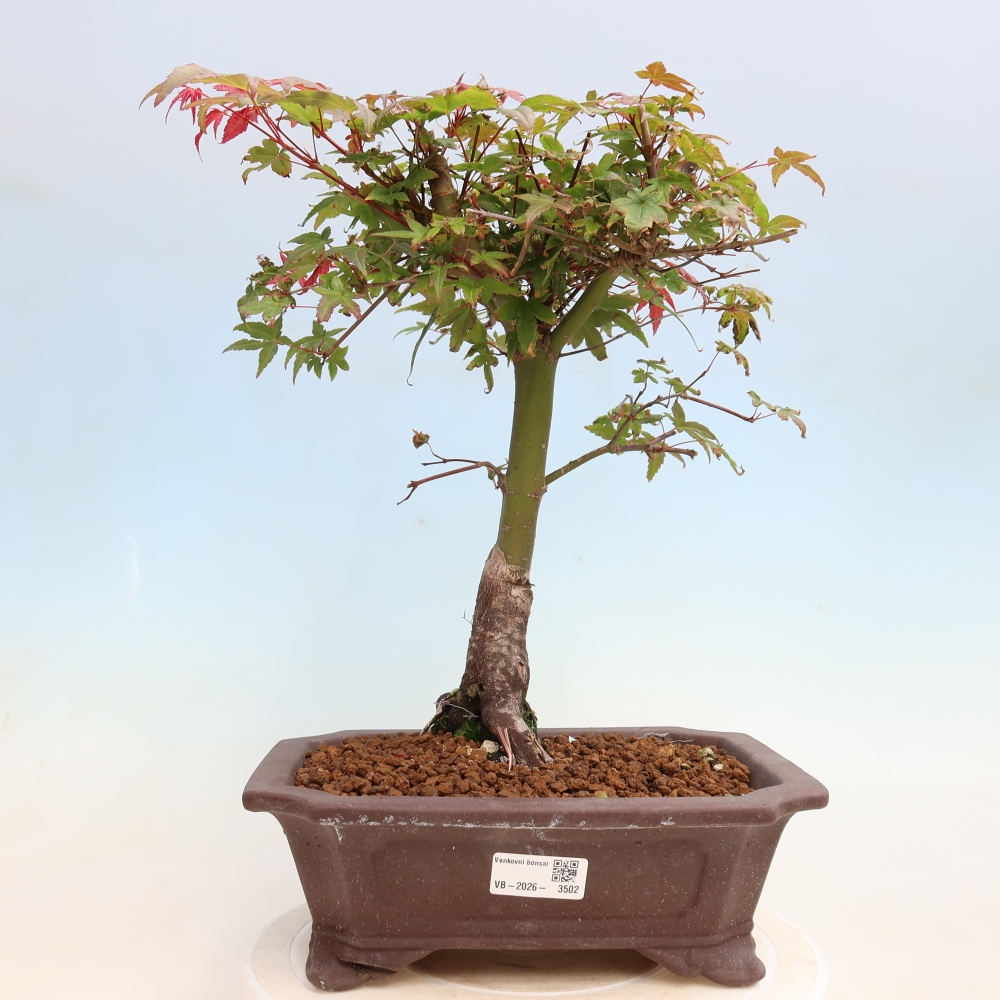 Vonkajší bonsaj - Acer palmatum DESHOJO