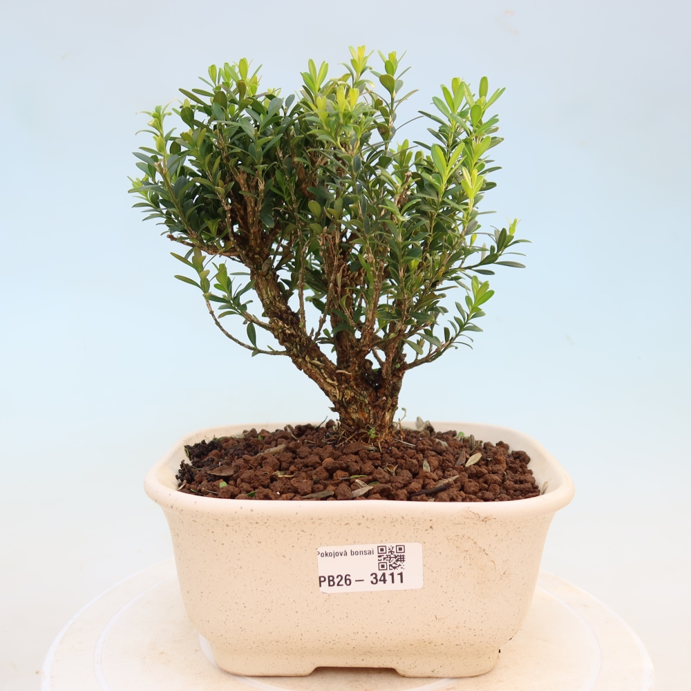 Izbové bonsaje - Buxus harlandii - korkový buxus