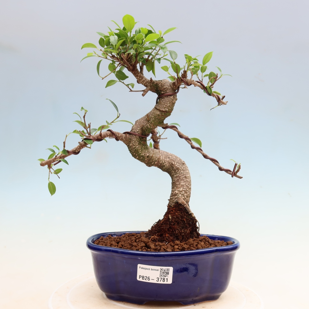 Izbové bonsaje - Ficus kimmen - drobnolistý fikus