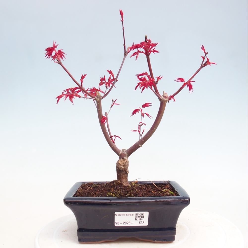 Vonkajší bonsaj - Acer palmatum DESHOJO