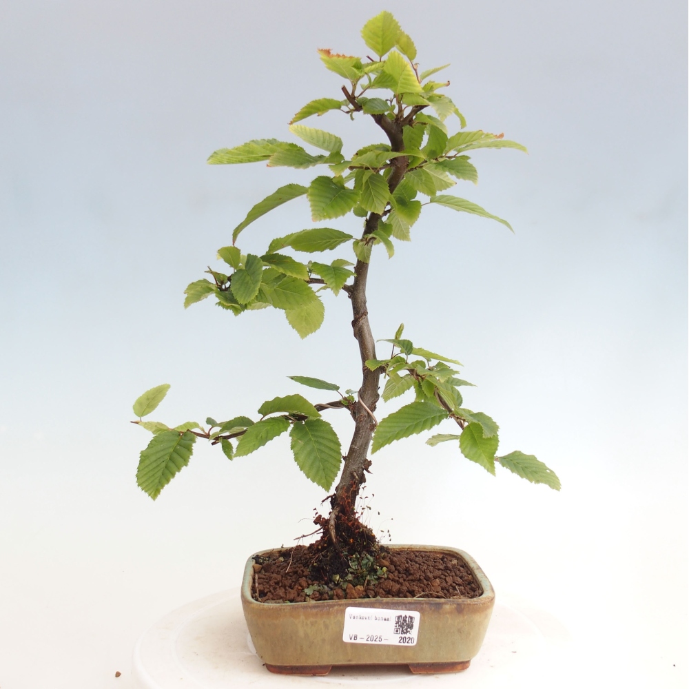 Vonkajší bonsai - Hrab obyčajný - Carpinus betulus