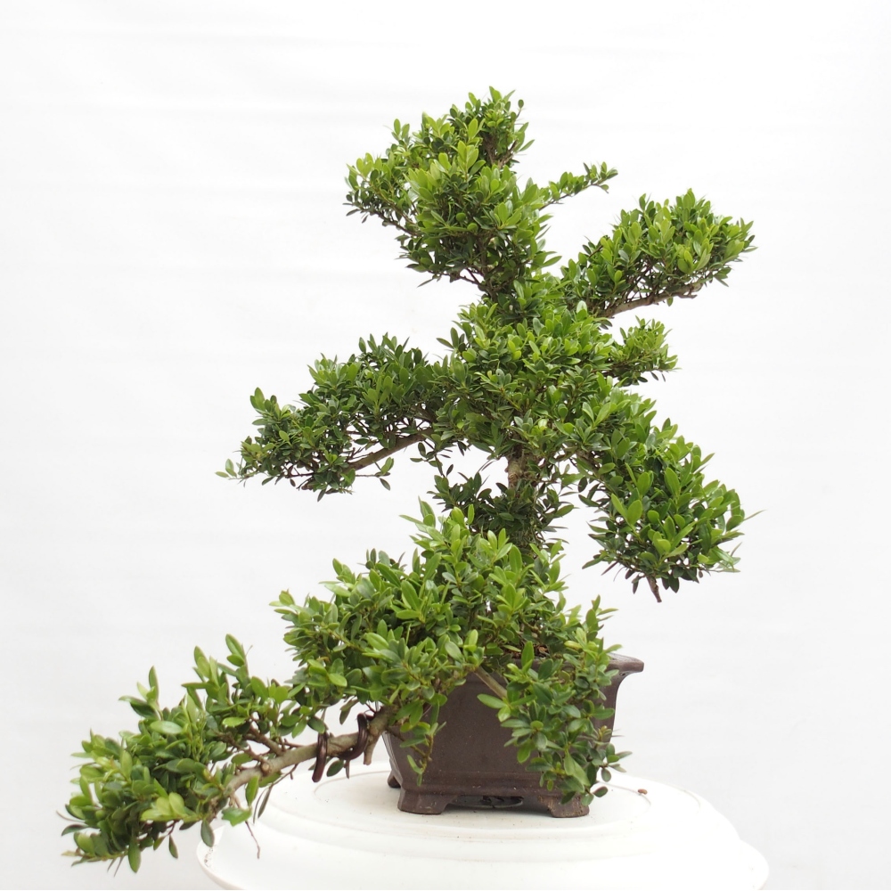 Izbová bonsai - Ilex crenata - Cezmína