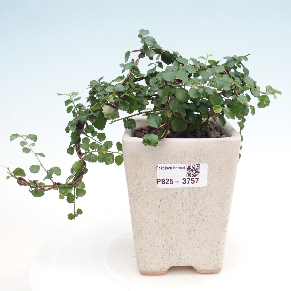 Izbový bonsaj - Grewia sp. - Grewia malafolia