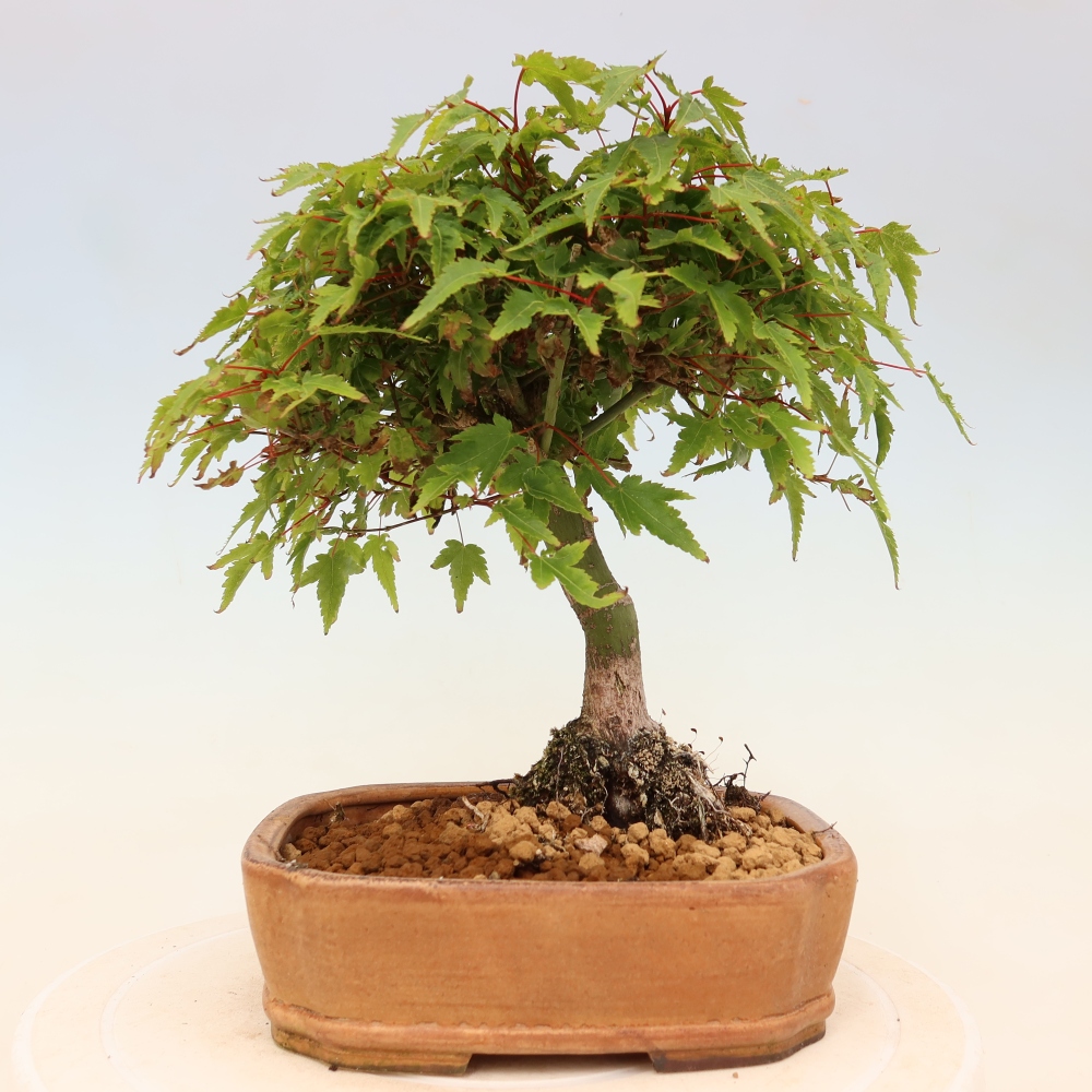 Acer palmatum KIOHIME - Javor palmetový