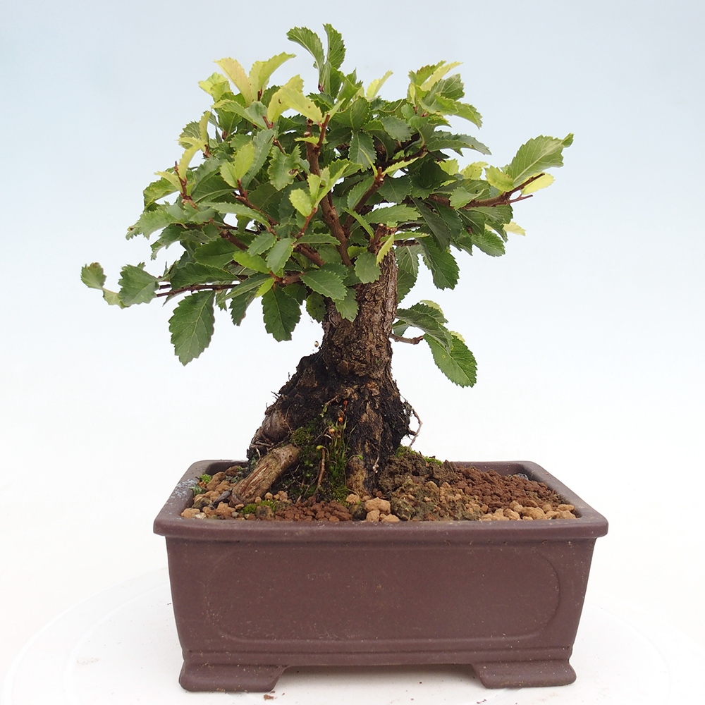 Vonkajšie bonsaje - Zelkova - Zelkova NIRE