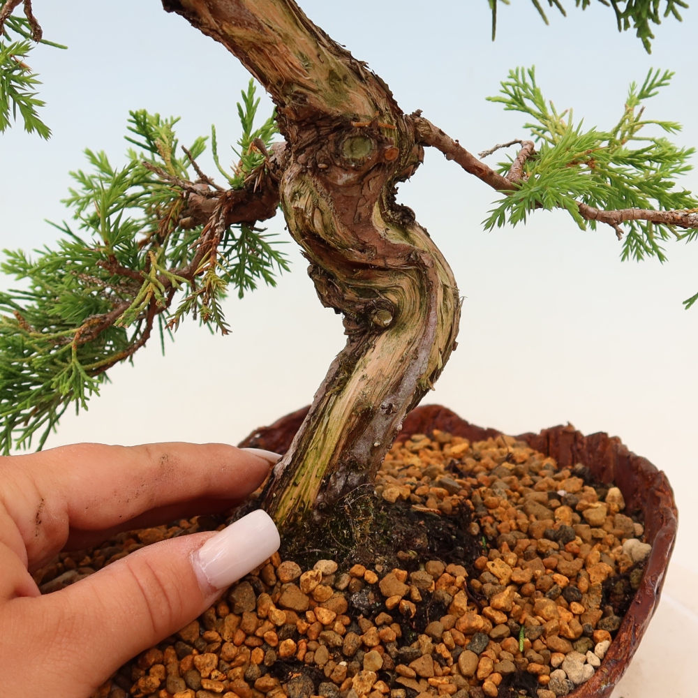 Vonkajší bonsaj - Juniperus chinensis Itoigawa