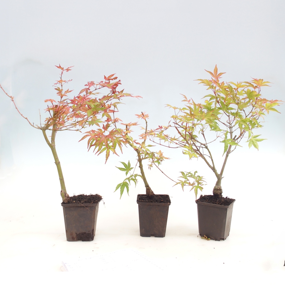Vonkajší bonsaj - Acer palmatum Beni Tsukasa v kontajneri