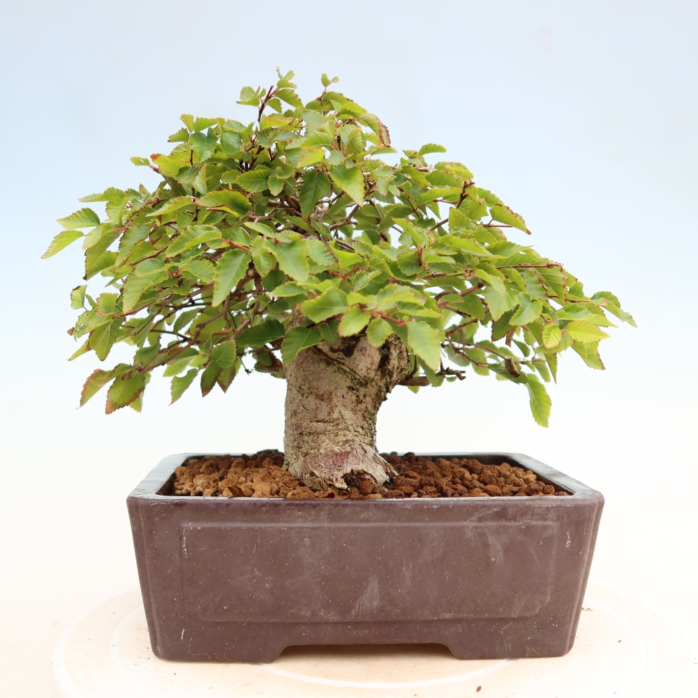 Vonkajší bonsaj -Carpinus coreana - Hrab kórejský