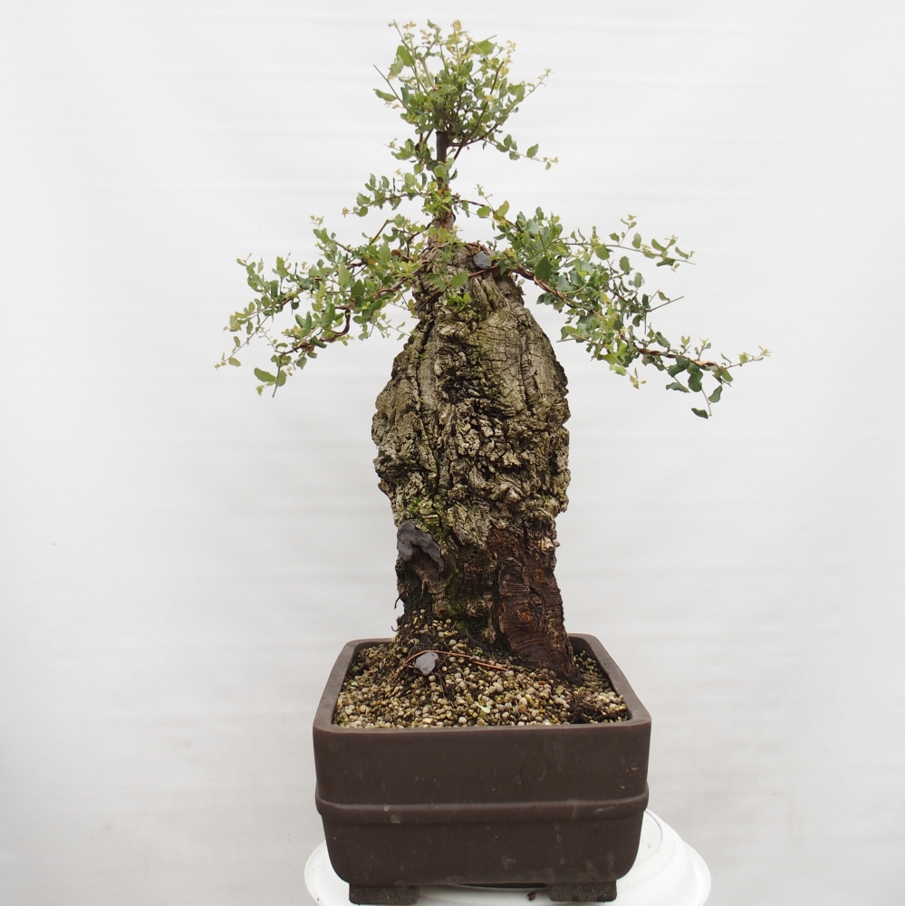 vonkajšie bonsai Quercus suber - Korkový dub