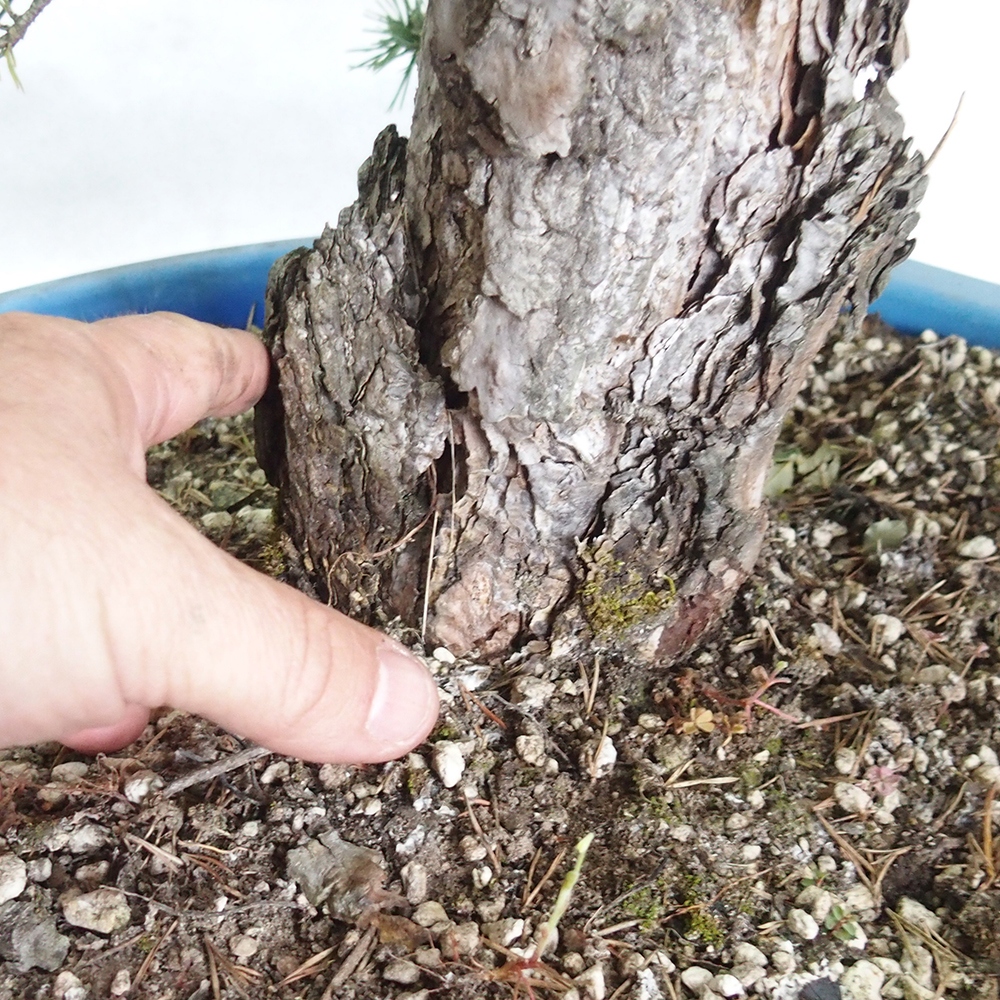 Yamadori - Pinus sylvestris 