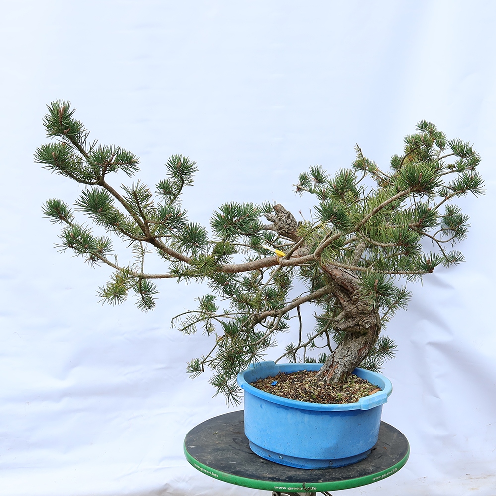 Pinus sylvestris Španielsko – borovica lesná
