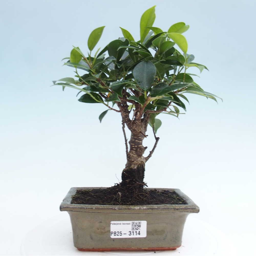 Izbová bonsai - Ficus retusa - malolistý fikus