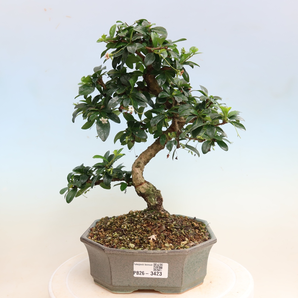 Izbové bonsaje - Carmona macrophylla - Tea fuki