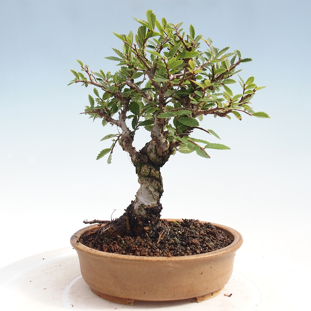 Vonkajšie bonsai - Zelkova - Zelkova Nirom