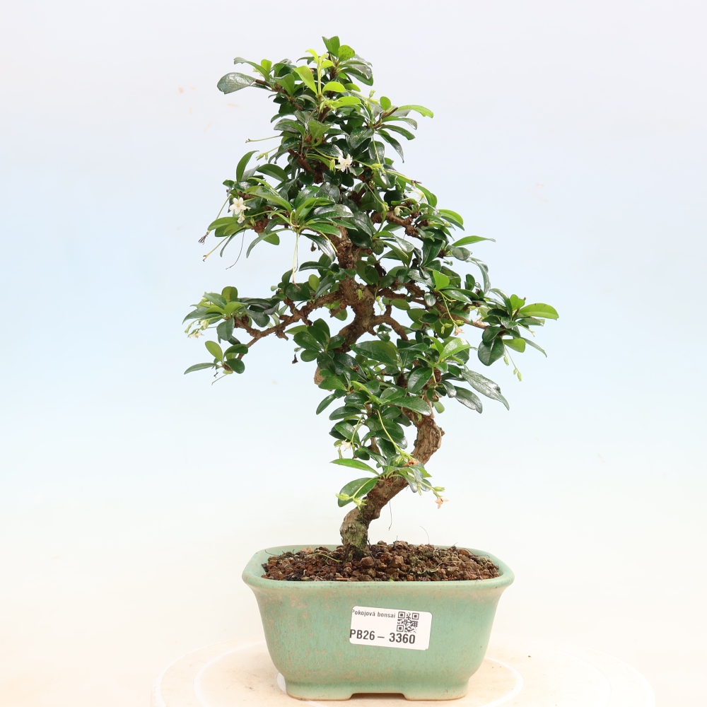 Izbové bonsaje - Carmona macrophylla - Tea fuki