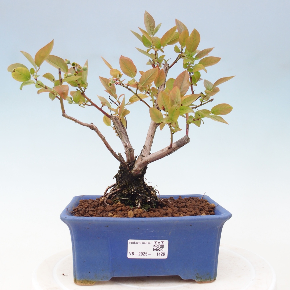 Vonkajšie bonsai - kanadská čučoriedka - Vaccinium corymbosum