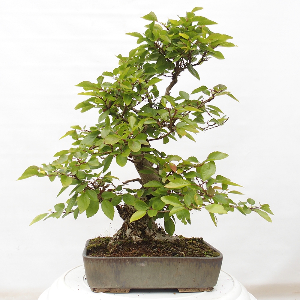Vonkajší bonsai -Carpinus CARPINOIDES - Hrab kórejský
