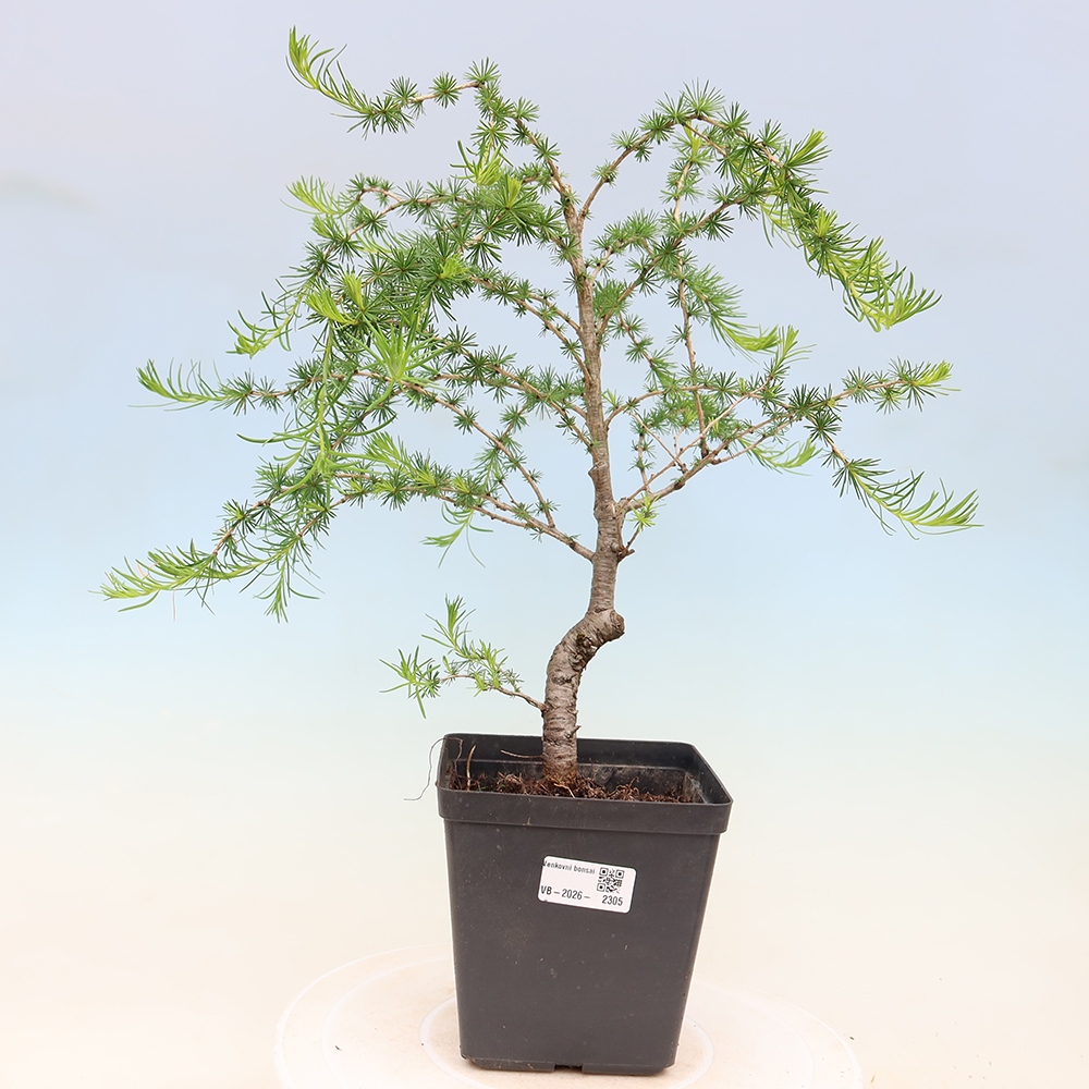 Vonkajšie bonsaje -Larix decidua - Smrekovec