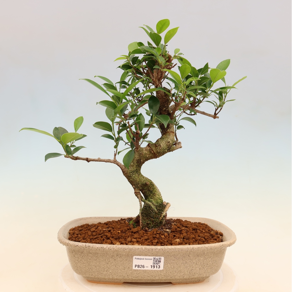 Izbové bonsaje - Ficus kimmen - drobnolistý fikus