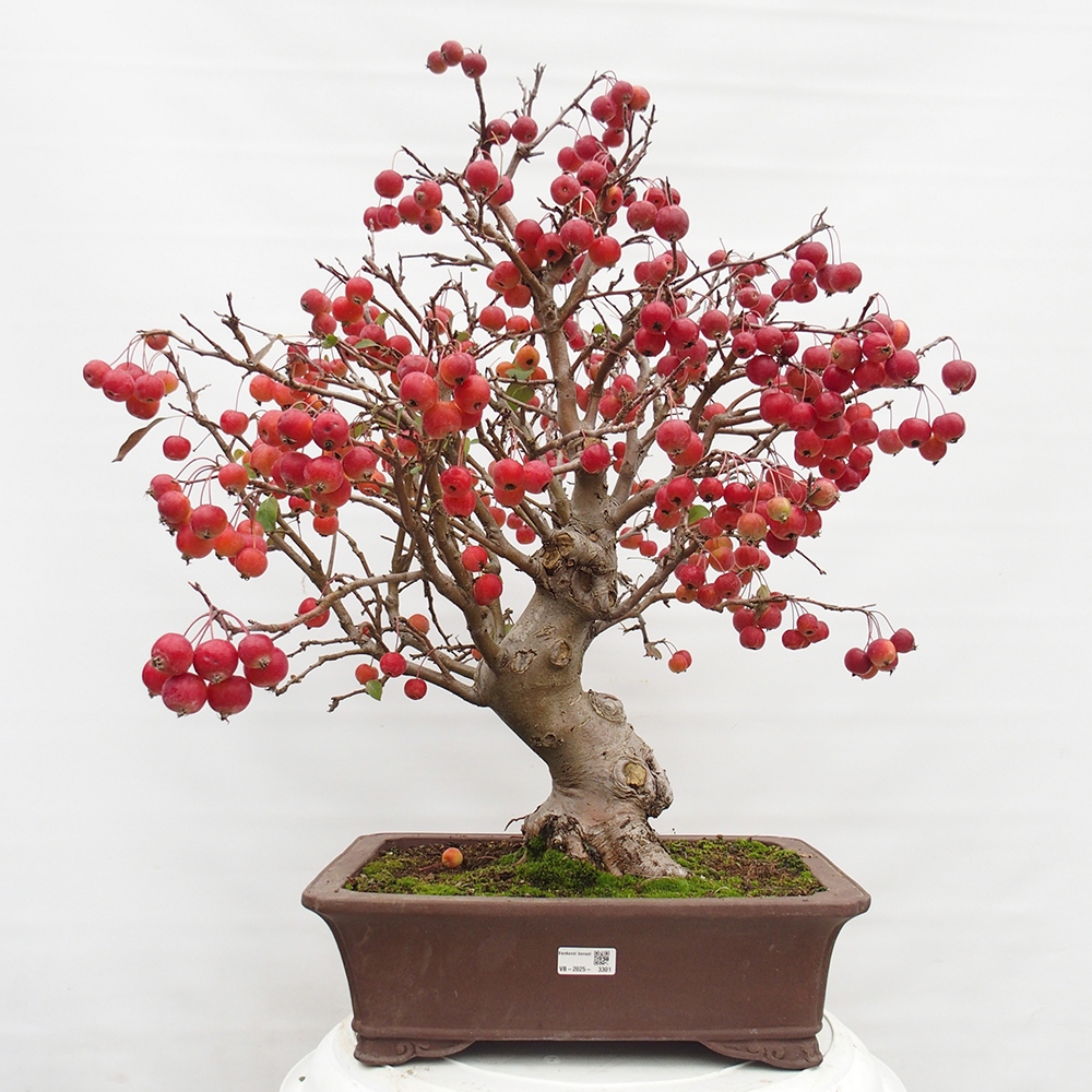Vonkajší bonsai -Malus halliana - Maloplodá jabloň