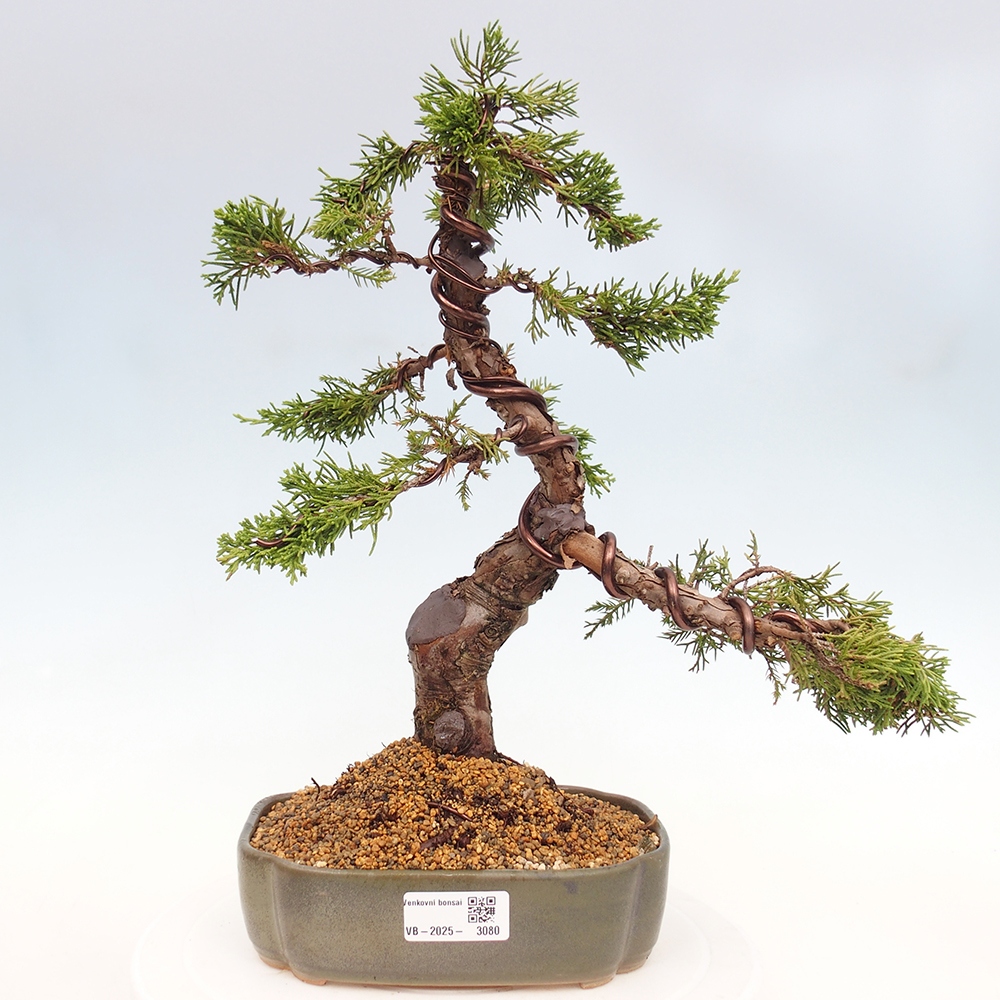 Vonkajší bonsai - Juniperus chinensis Itoigawa -Jalovec čínsky