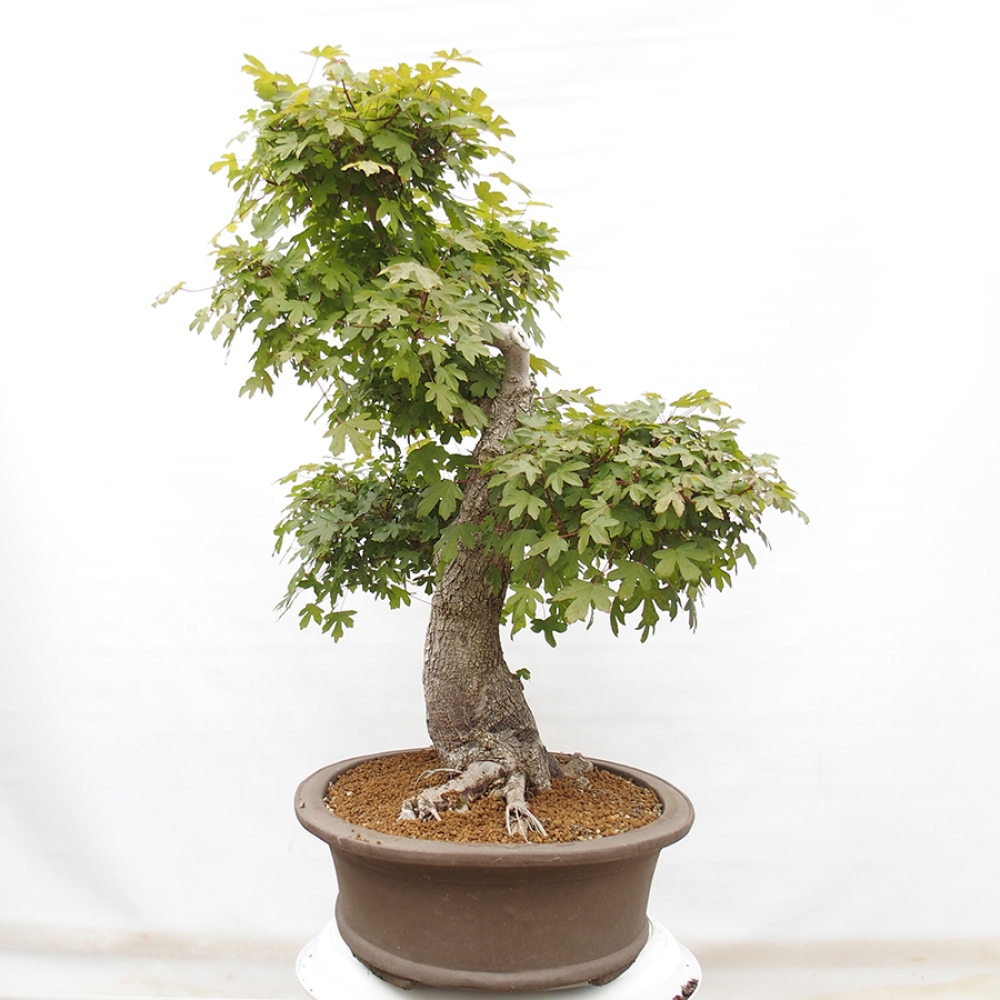 Vonkajší bonsai - Javor Francúzsky - Acer Nonspessulanum