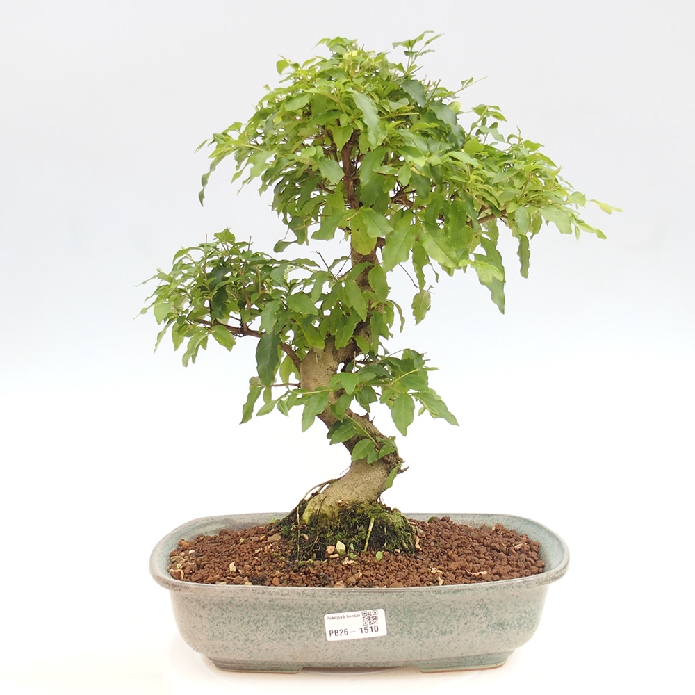 Izbový bonsaj -Ligustrum chinensis - Vtáčí zobák