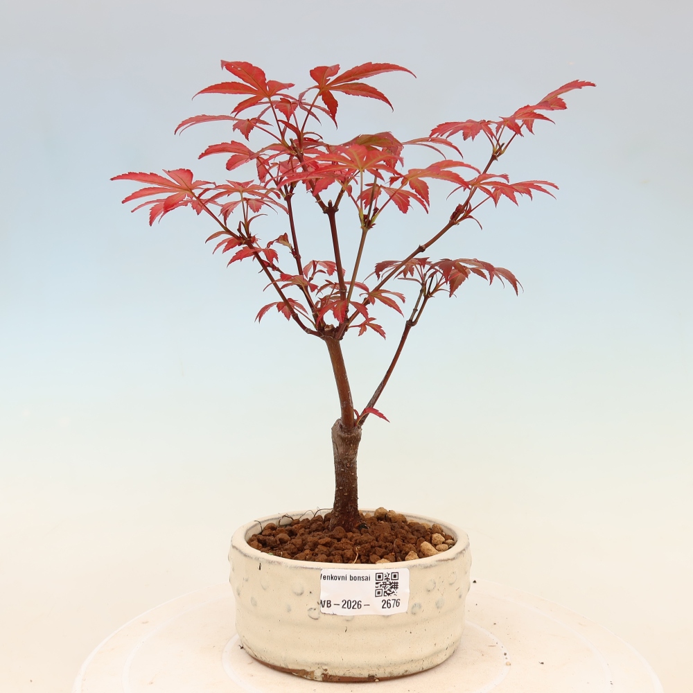 Vonkajšia bonsaj - palma Acer. Atropurpureum-Javor palmový