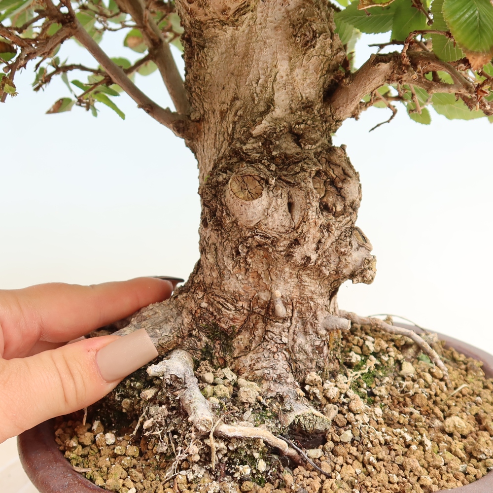 Vonkajšie bonsaje -Carpinus CARPINOIDES - Hrab kórejský